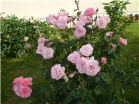 325995eb-Picture 334.jpg